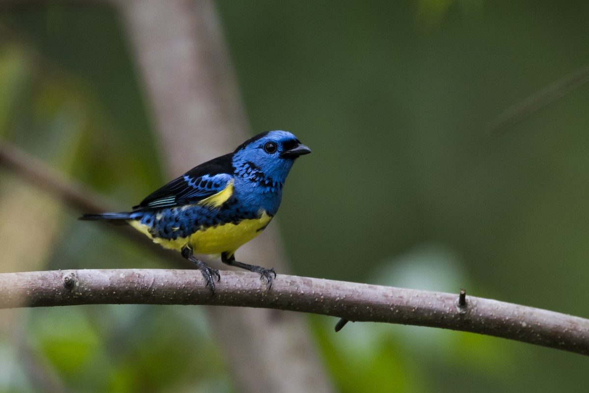 Turquoise Tanager - ML87537101