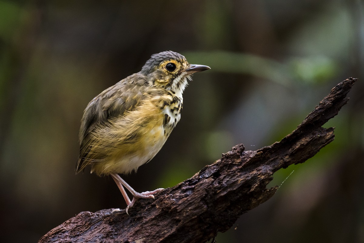 Spotted Antpitta - Claudia Brasileiro
