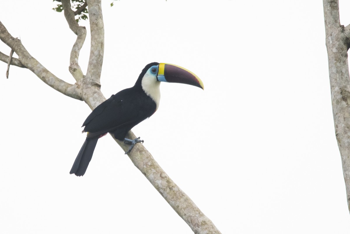 White-throated Toucan - ML87537241