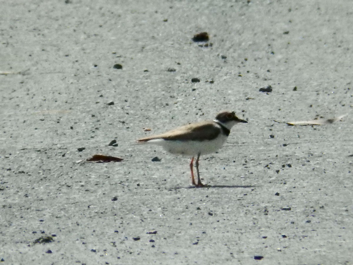 Little Ringed Plover - Kian Guan Tay