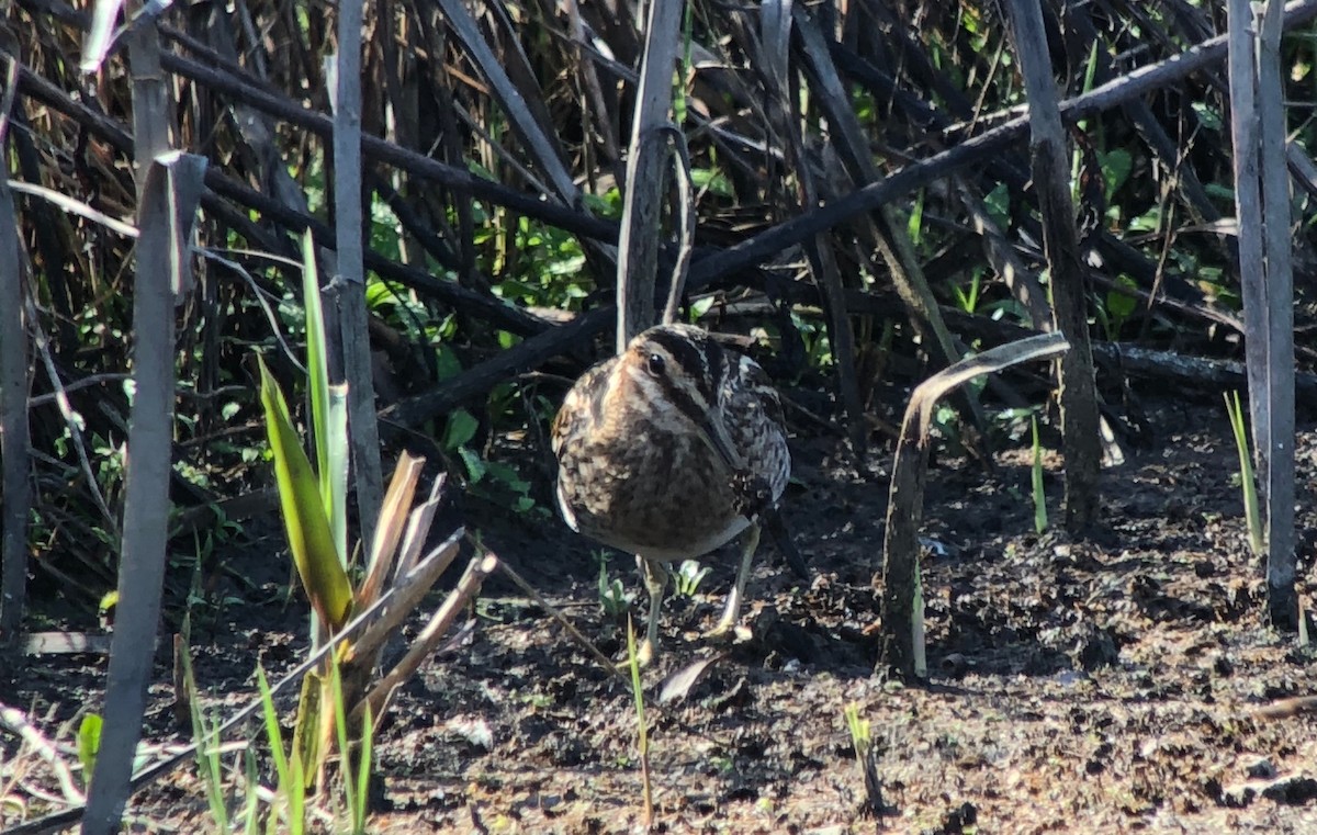 Wilson's Snipe - ML87538401