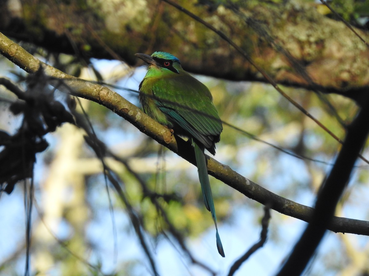 Motmot à tête bleue - ML87539081