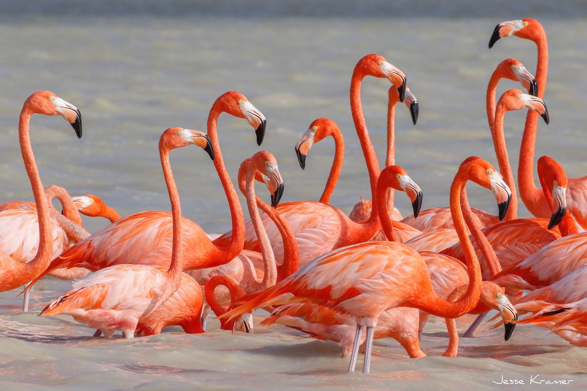 American Flamingo - Jesse Kramer