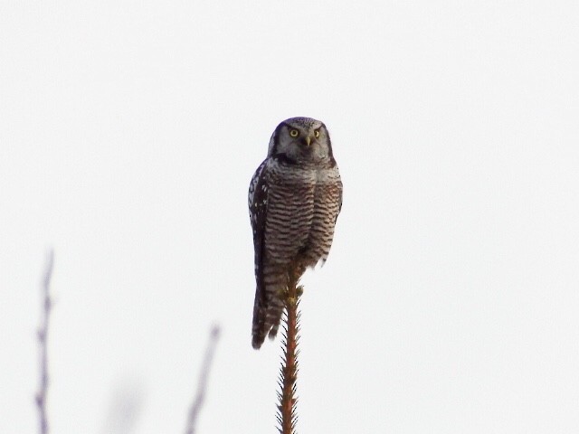 Northern Hawk Owl - Chris Rurik