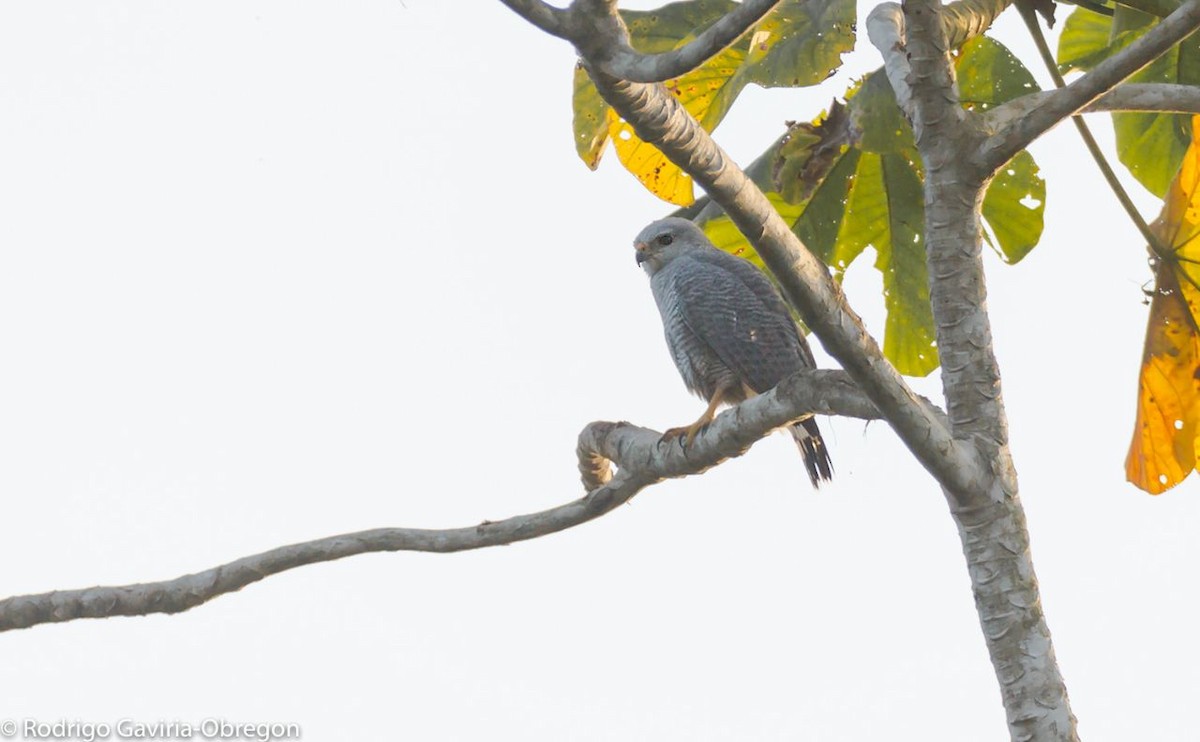 Gray-lined Hawk - ML87542661