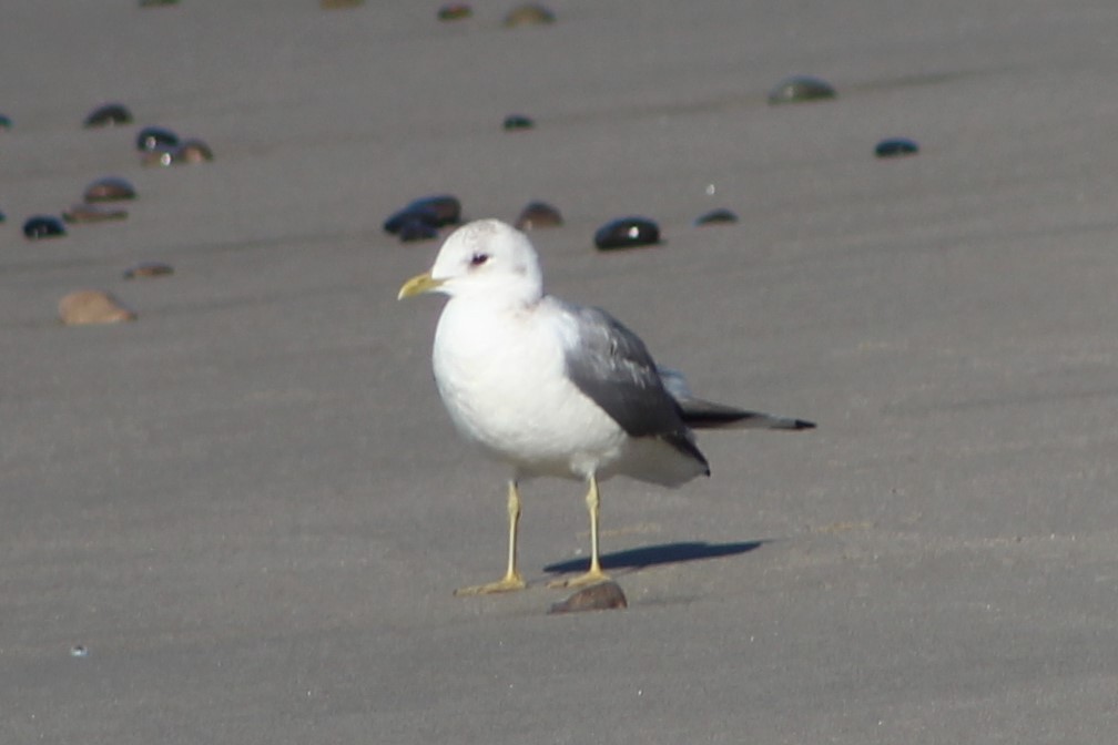 Short-billed Gull - Richard Norton