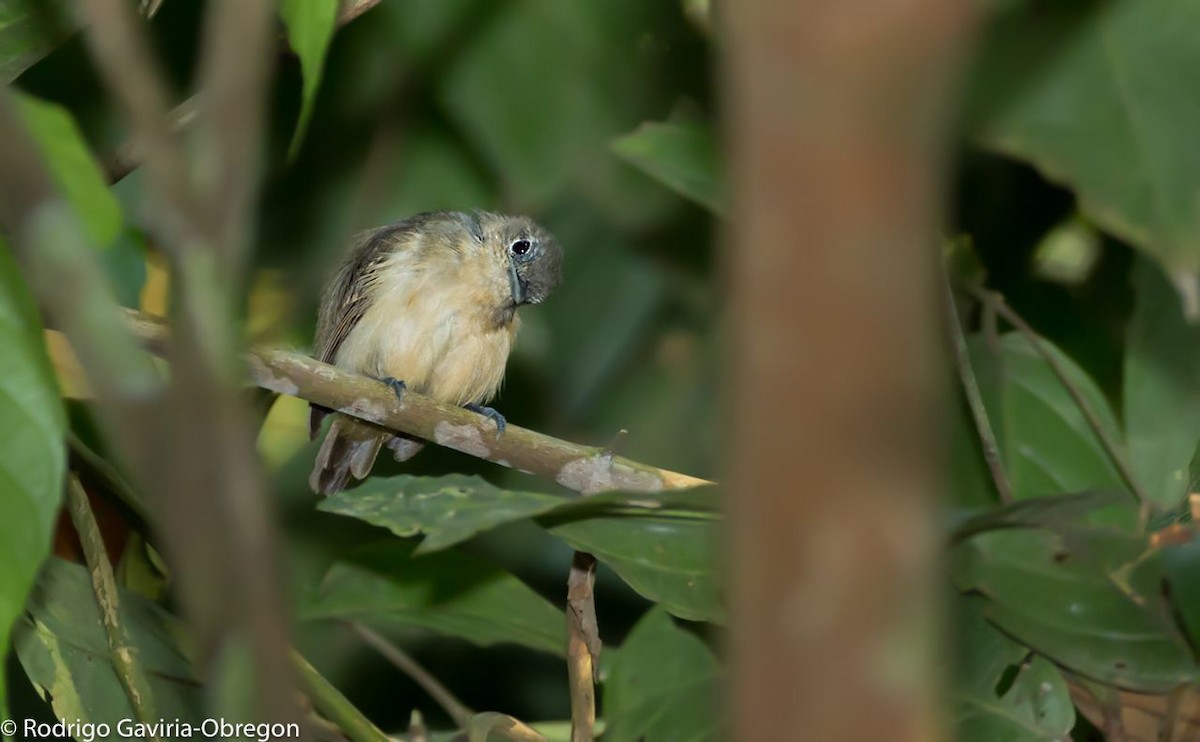 White-flanked Antwren - Diego Calderón-Franco @diegoCOLbirding