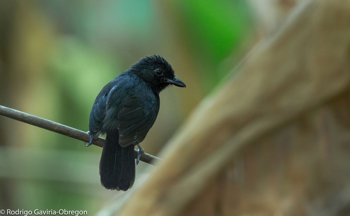 Black Antshrike - ML87543061