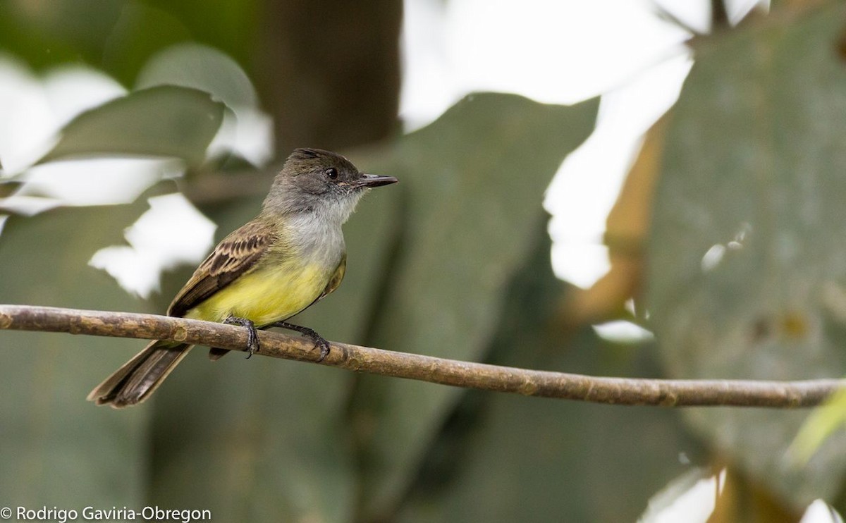 Dusky-capped Flycatcher - ML87543141