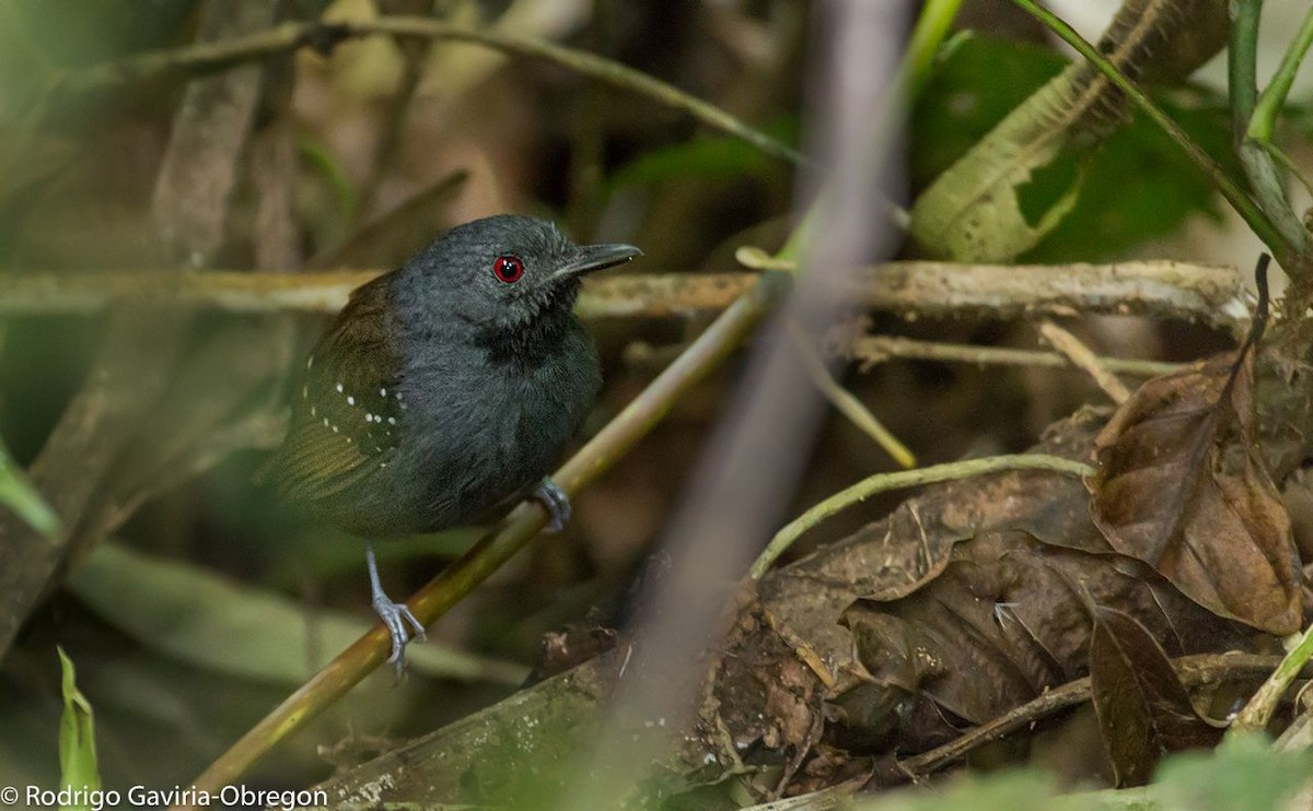 Magdalena Antbird - Diego Calderón-Franco @diegoCOLbirding