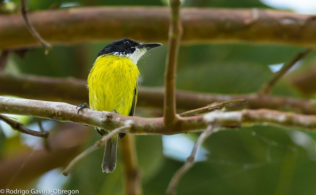 Black-headed Tody-Flycatcher - Diego Calderón-Franco @diegoCOLbirding