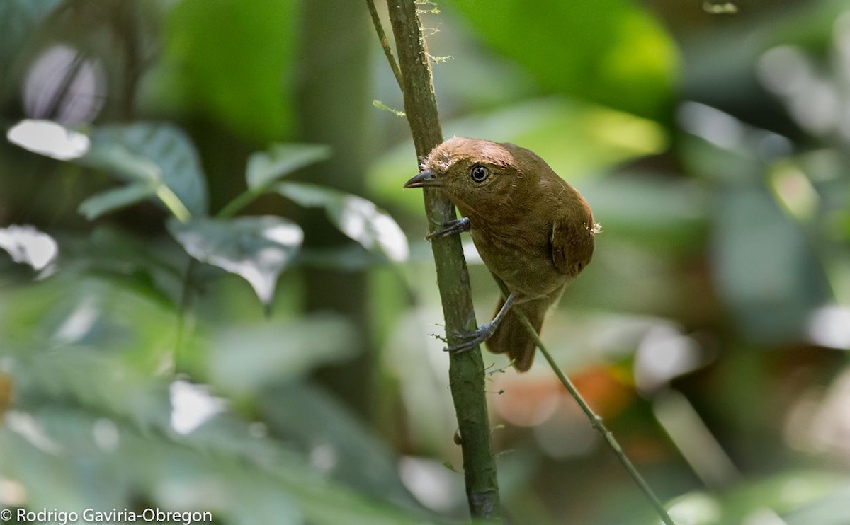 Russet-winged Schiffornis - ML87543531