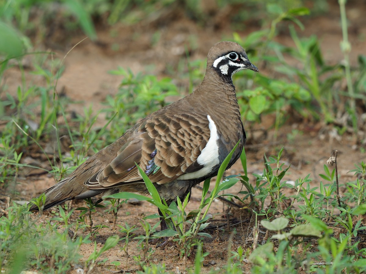 Squatter Pigeon - ML87543831