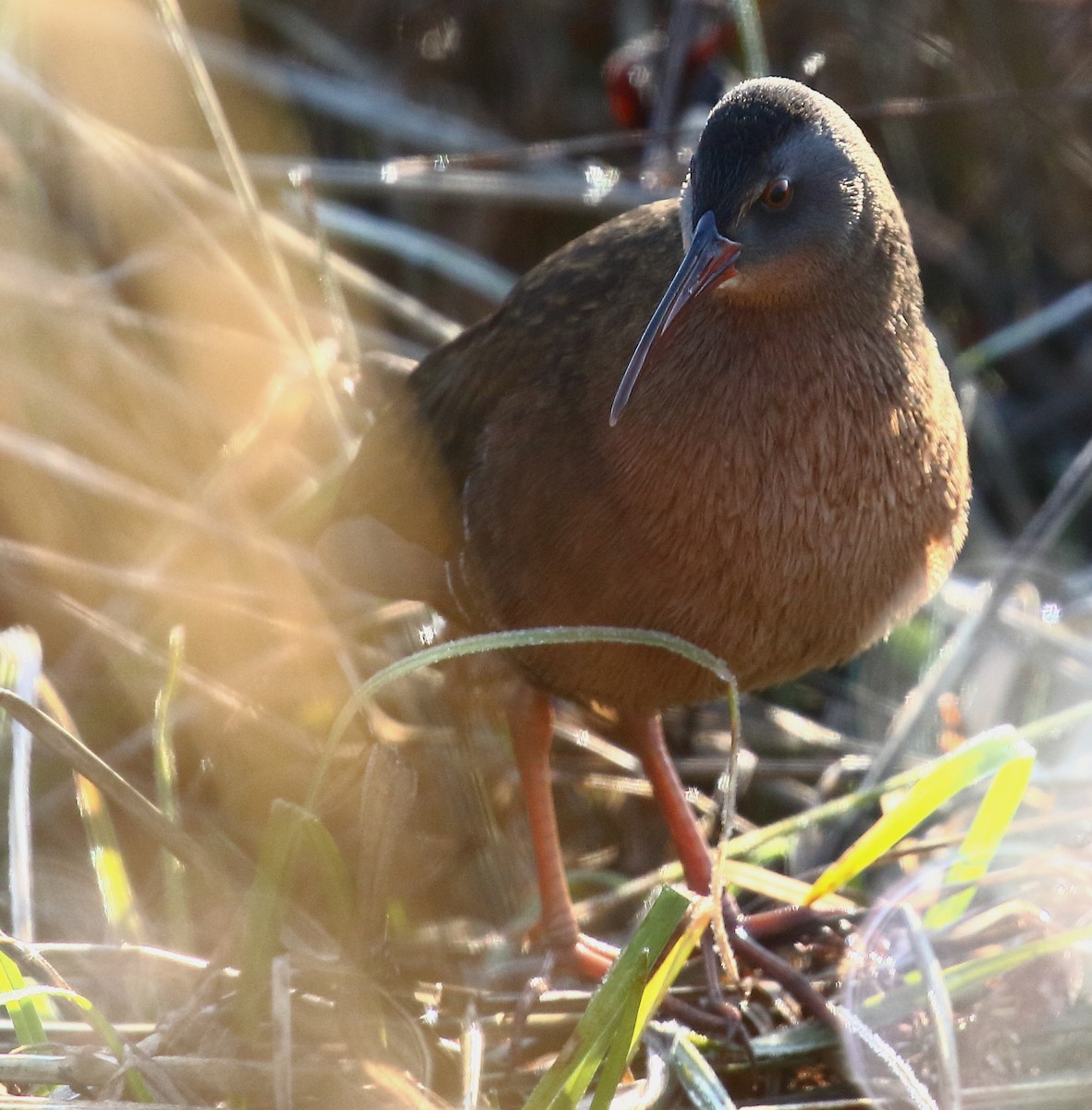 Virginia Rail - ML87544721