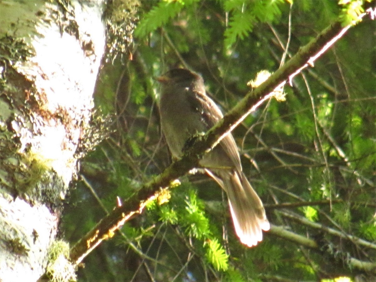 Canada Jay - ML87545991