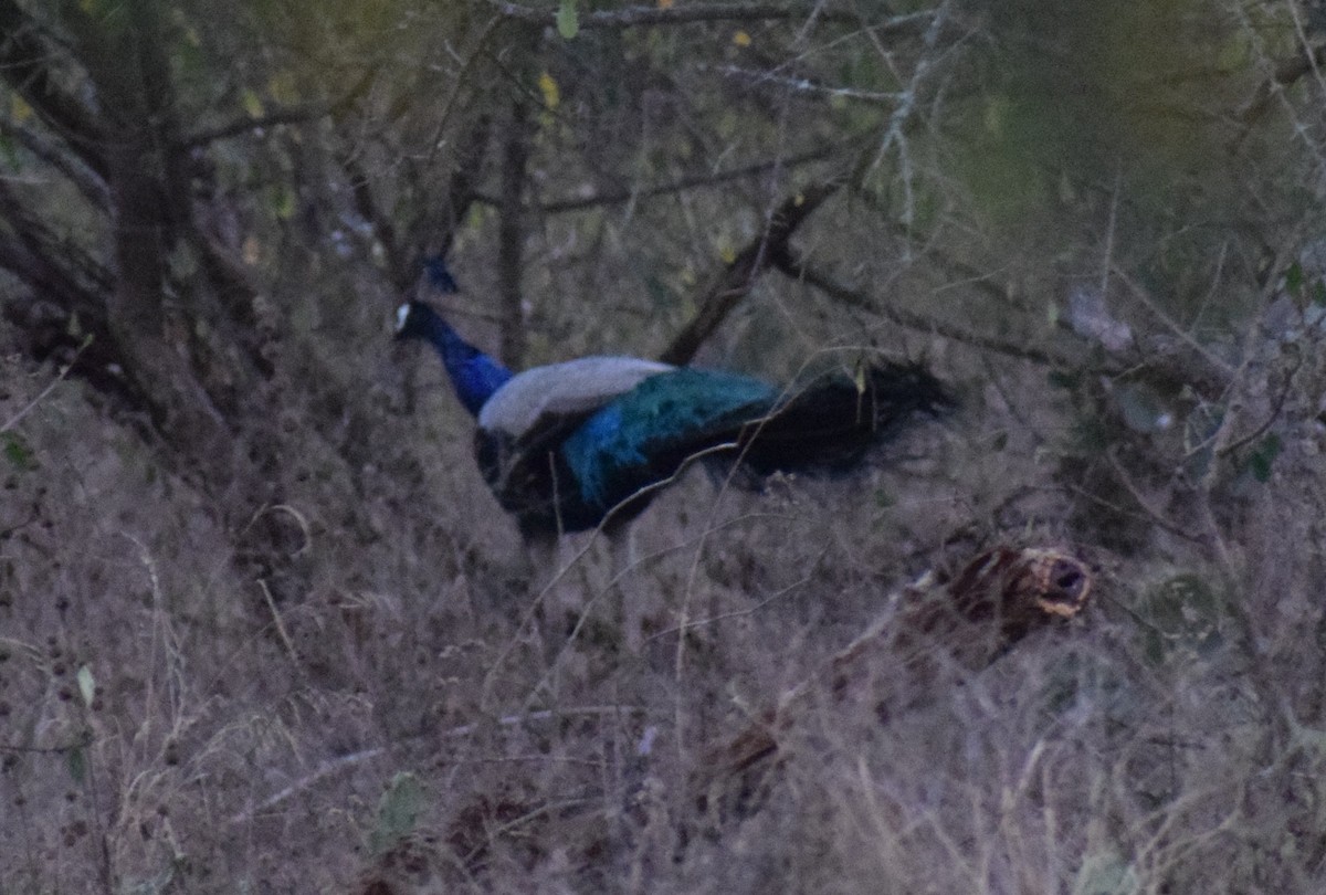 Indian Peafowl - ML87546201