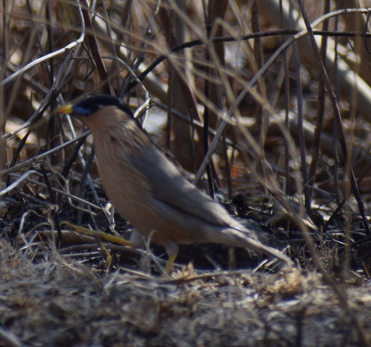 Brahminy Starling - Yogeswarie Sreedharan