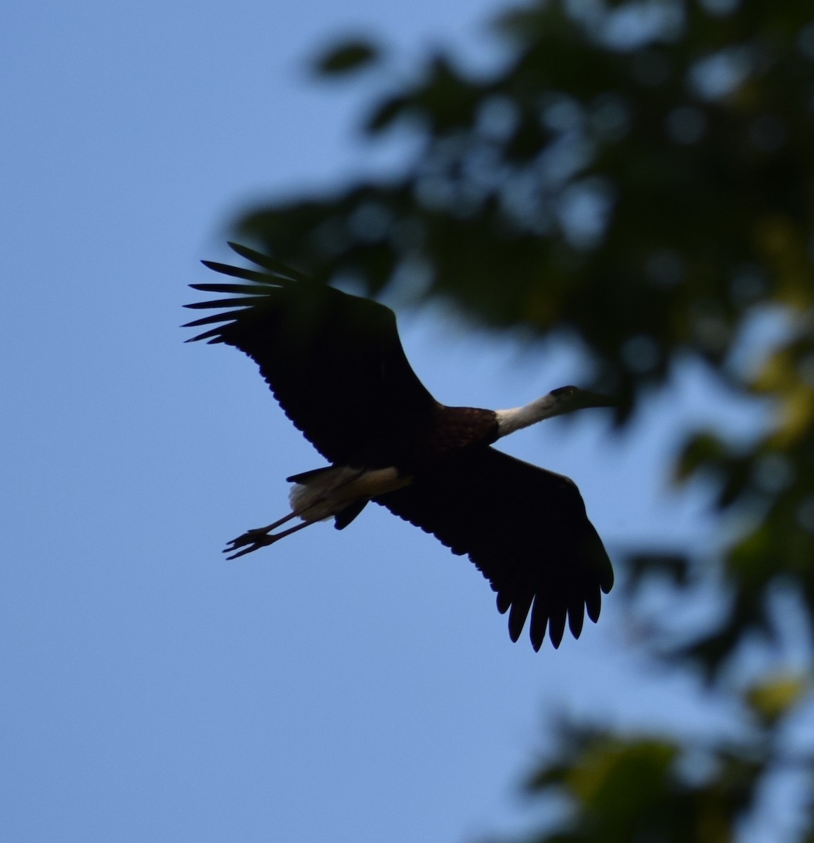 Asian Woolly-necked Stork - Yogeswarie Sreedharan