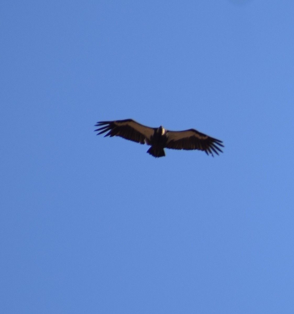 White-rumped Vulture - ML87546311