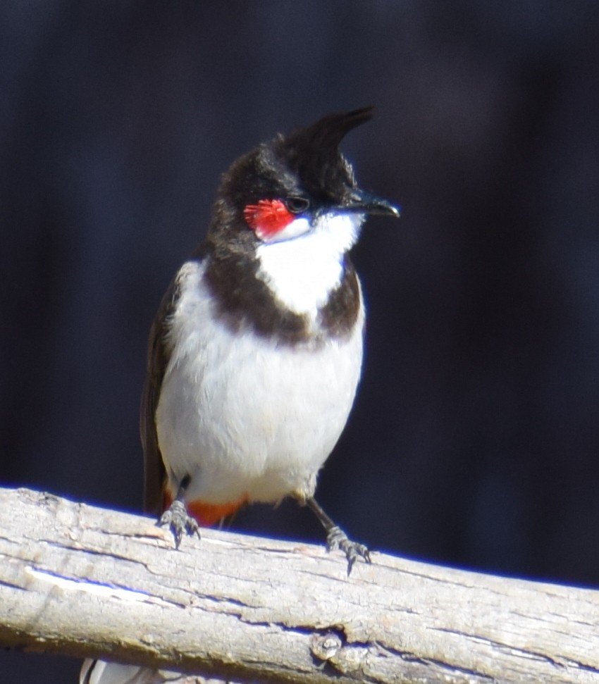 Red-whiskered Bulbul - ML87546501