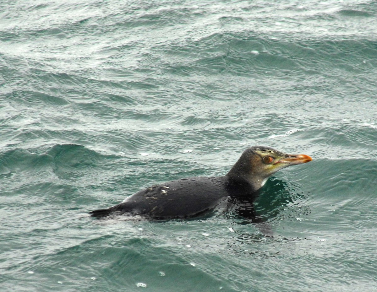 Yellow-eyed Penguin - ML87547341