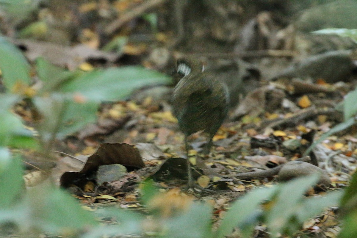 Barred Rail - Tommy Pedersen