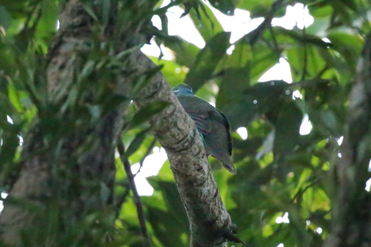 White-eared Brown-Dove - ML87547441