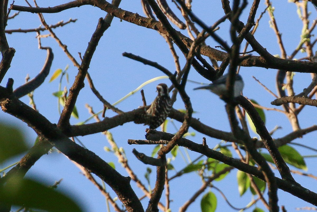 Philippine Pygmy Woodpecker - Tommy Pedersen