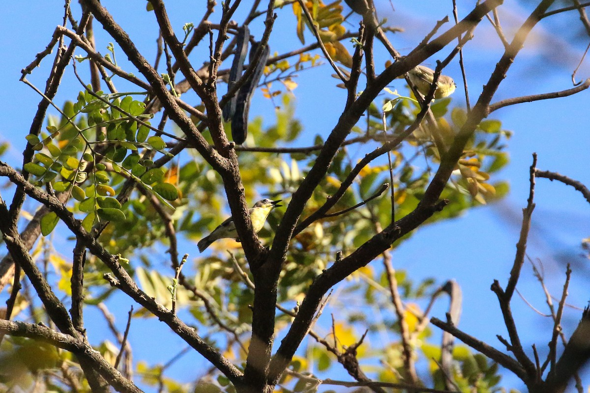 Golden-bellied Gerygone - ML87547471