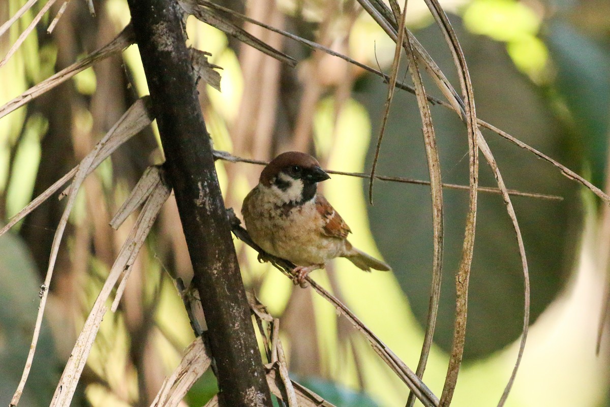 Eurasian Tree Sparrow - ML87547571
