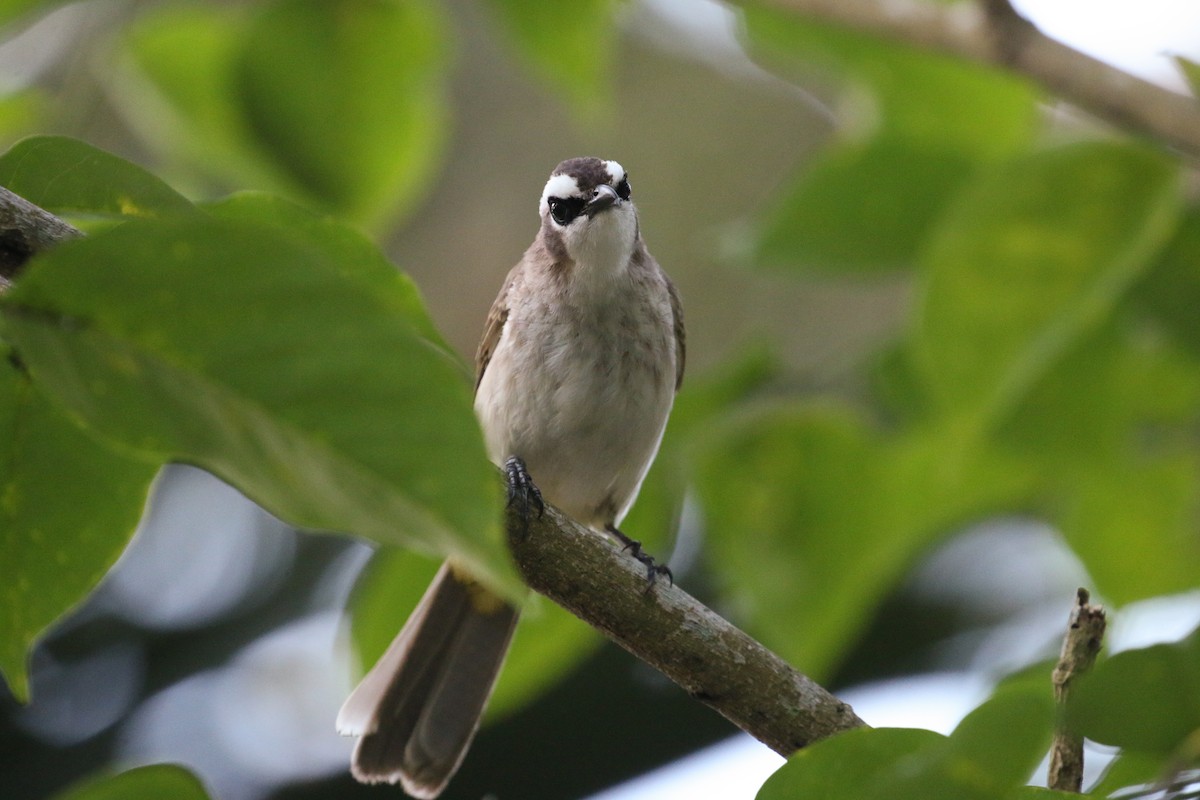 Yellow-vented Bulbul - ML87547581