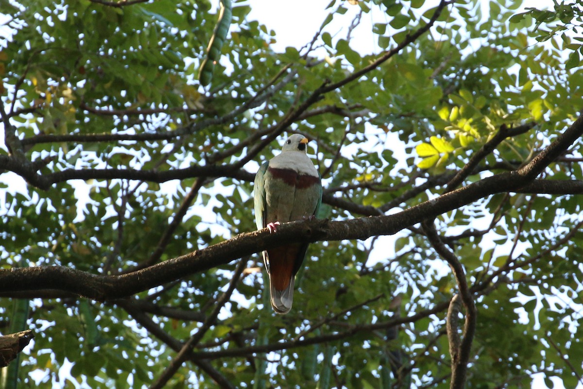 Black-chinned Fruit-Dove - ML87547861