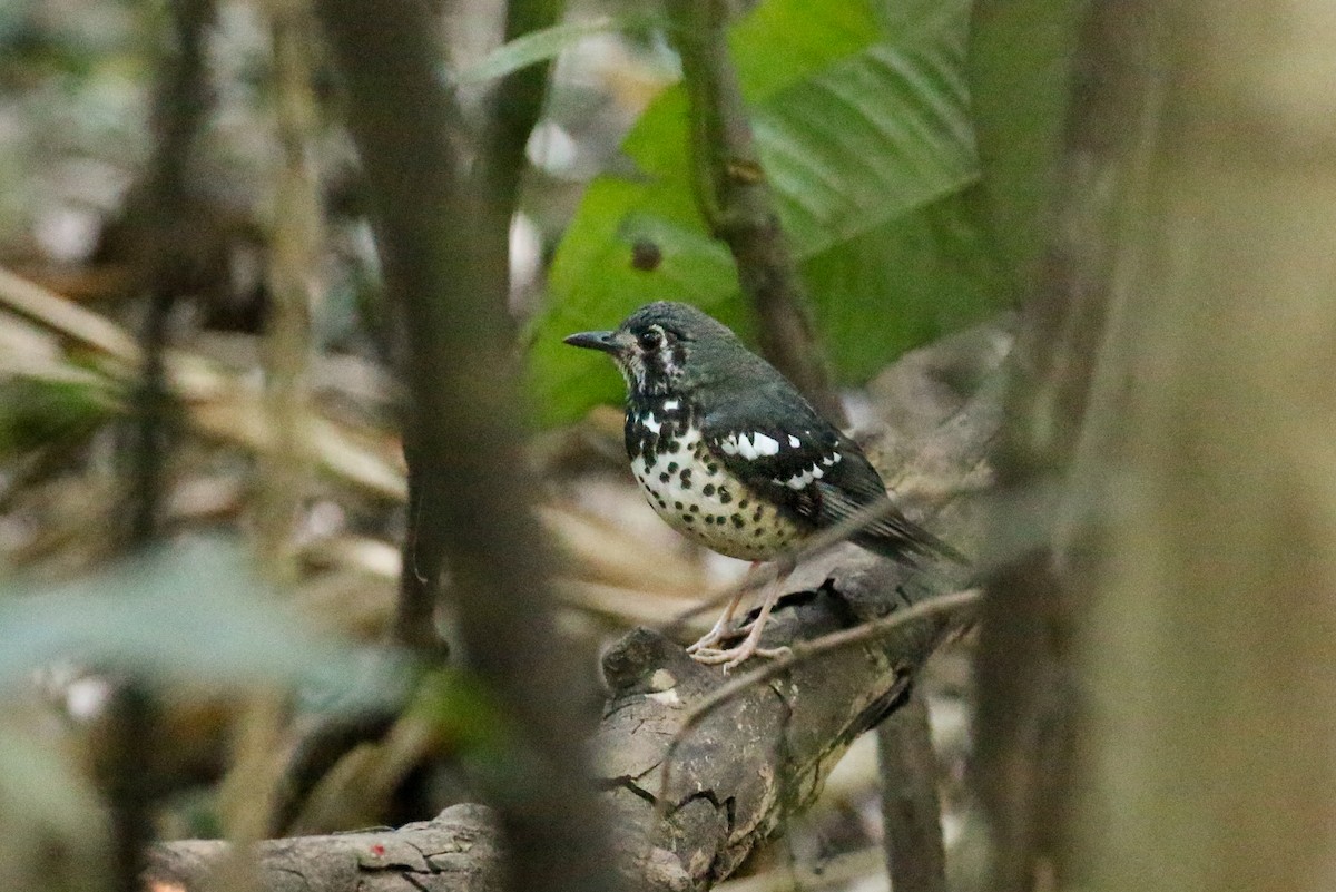 Ashy Thrush - Tommy Pedersen