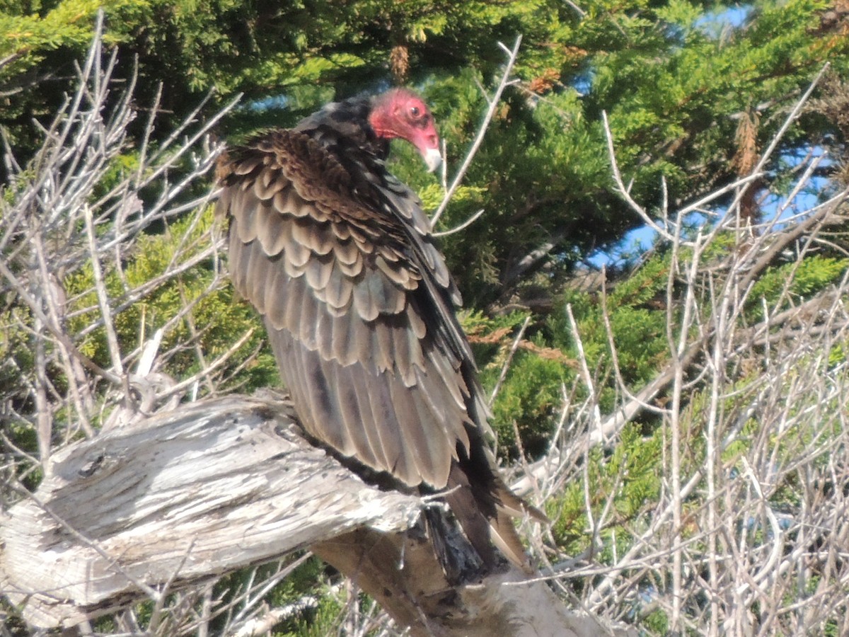 Turkey Vulture - ML87547951