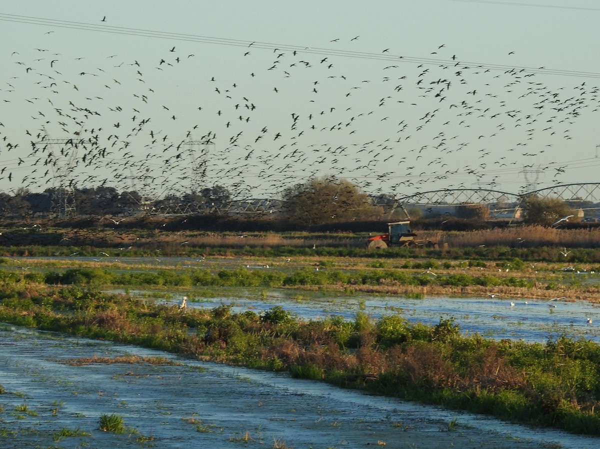 Glossy Ibis - ML87548051