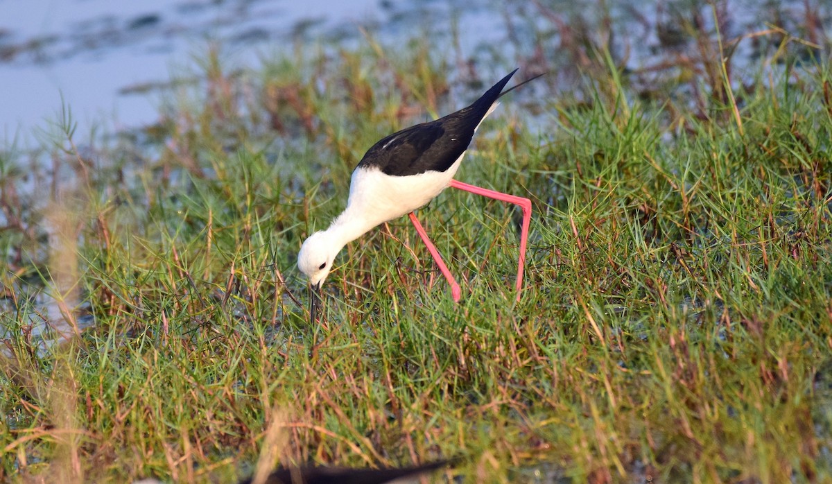 Black-winged Stilt - ML87549811