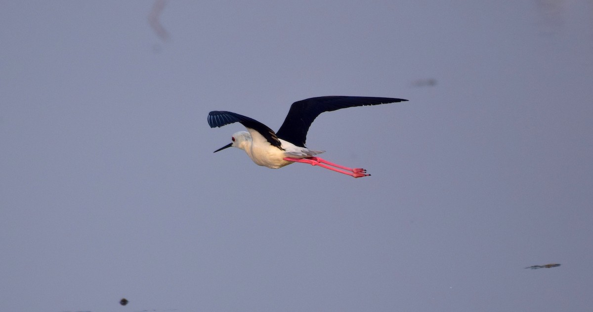 Black-winged Stilt - ML87549821