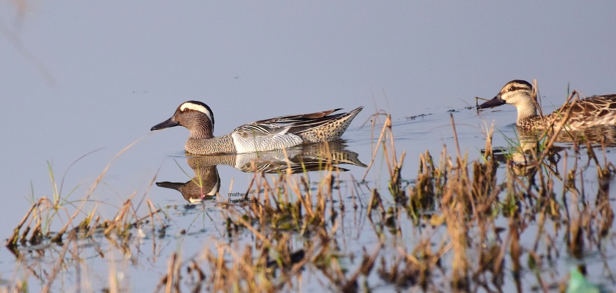 Garganey - ML87549871