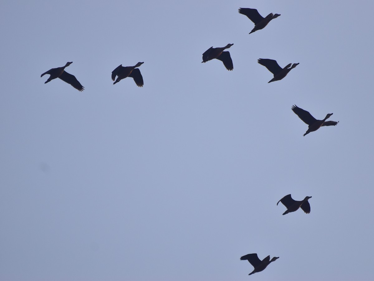 Lesser Whistling-Duck - ML87549941