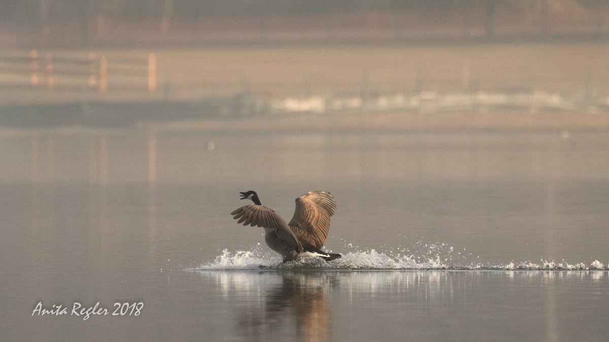 Canada Goose - ML87551201