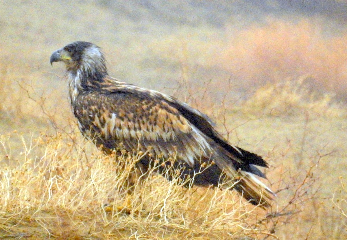 White-tailed Eagle - Yoshio Akasaka