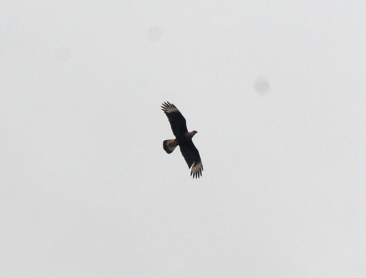 Crested Caracara (Northern) - ML87552101