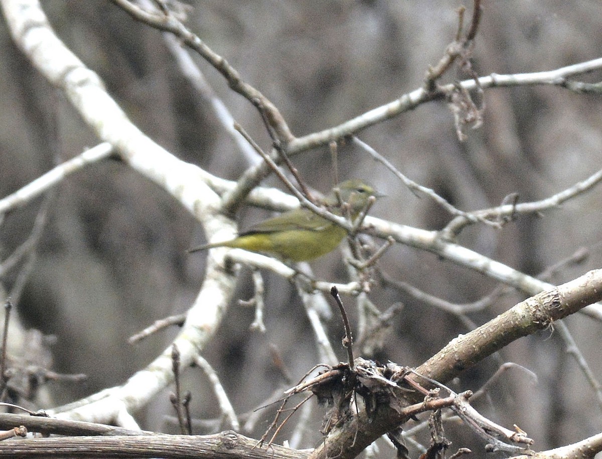 Orange-crowned Warbler - Craig Provost