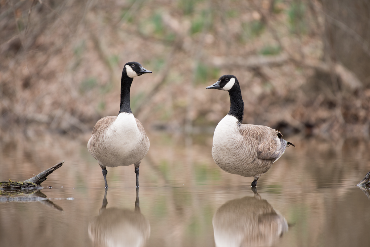 Canada Goose - ML87556311