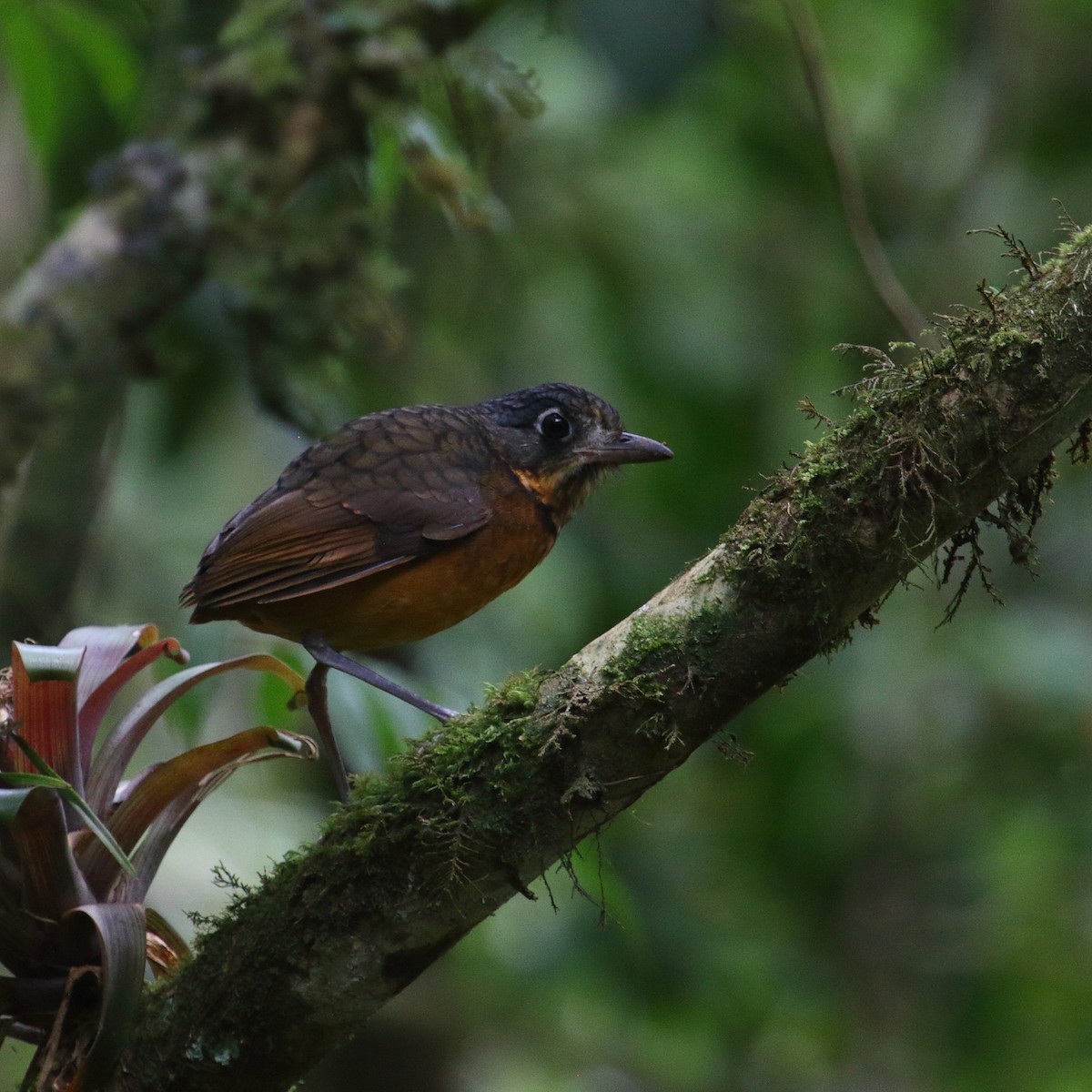 Scaled Antpitta - ML87557021