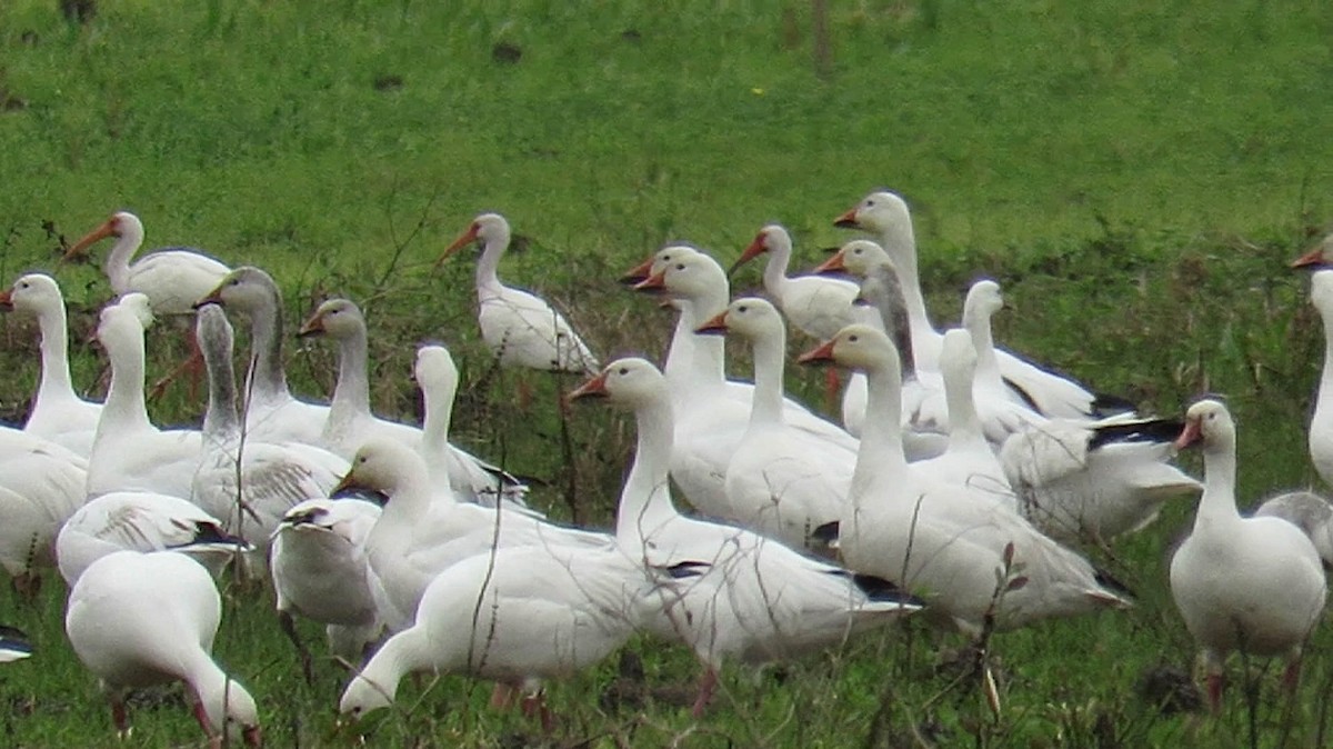 Snow Goose - ML87557891