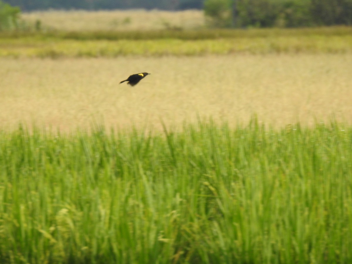 Yellow-winged Blackbird - Edelweiss  Enggist