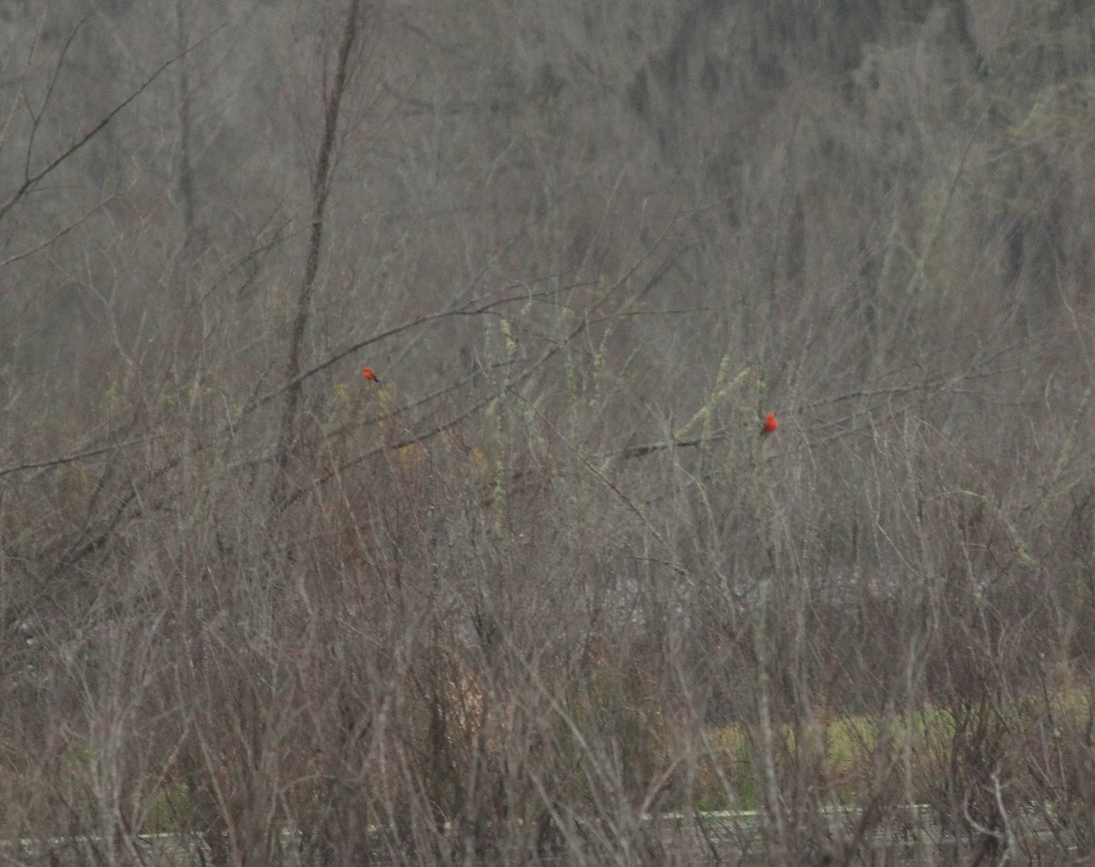 Vermilion Flycatcher - ML87558181