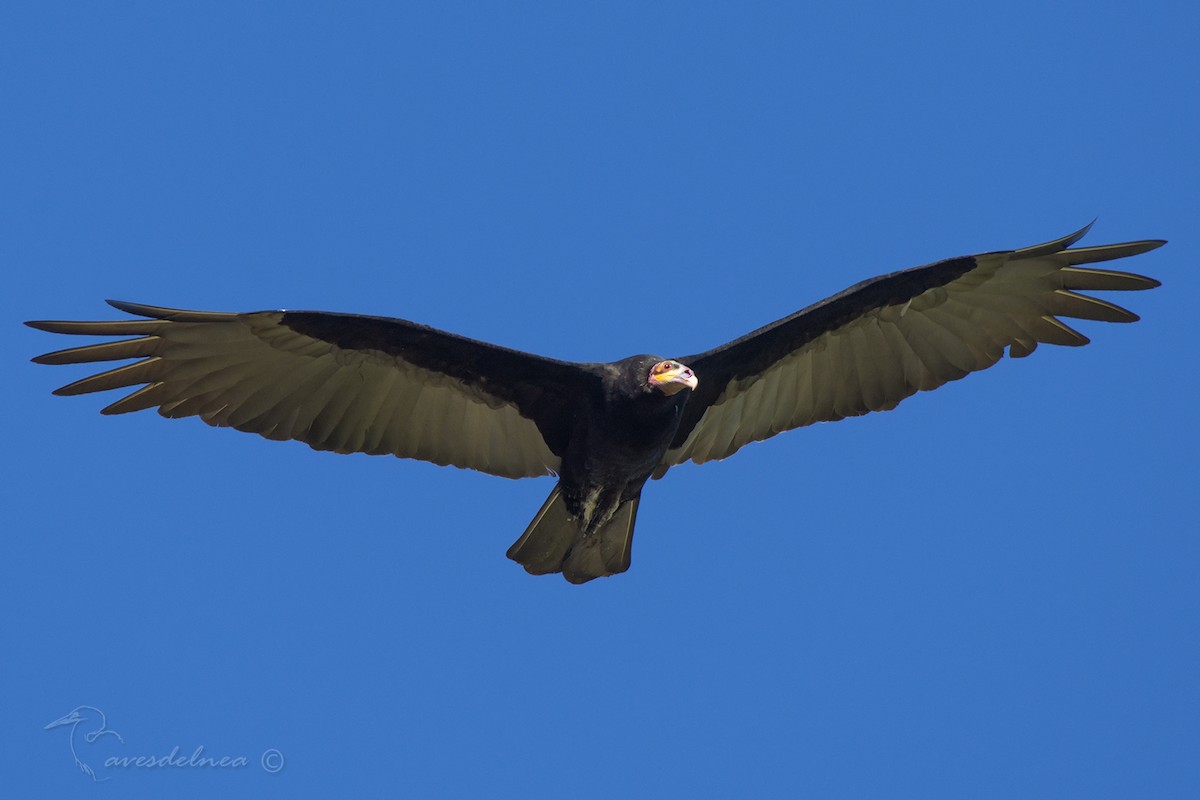 Lesser Yellow-headed Vulture - ML87558781