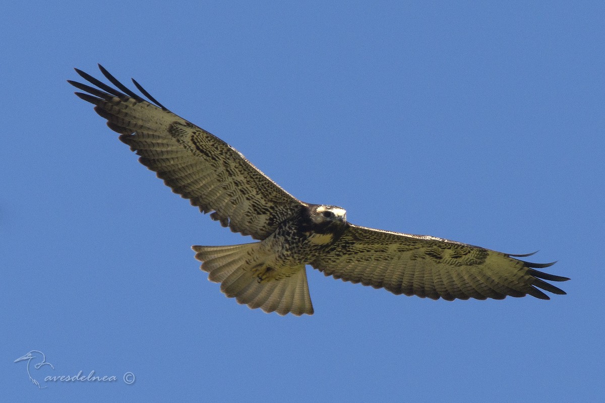 Weißschwanzbussard - ML87558891